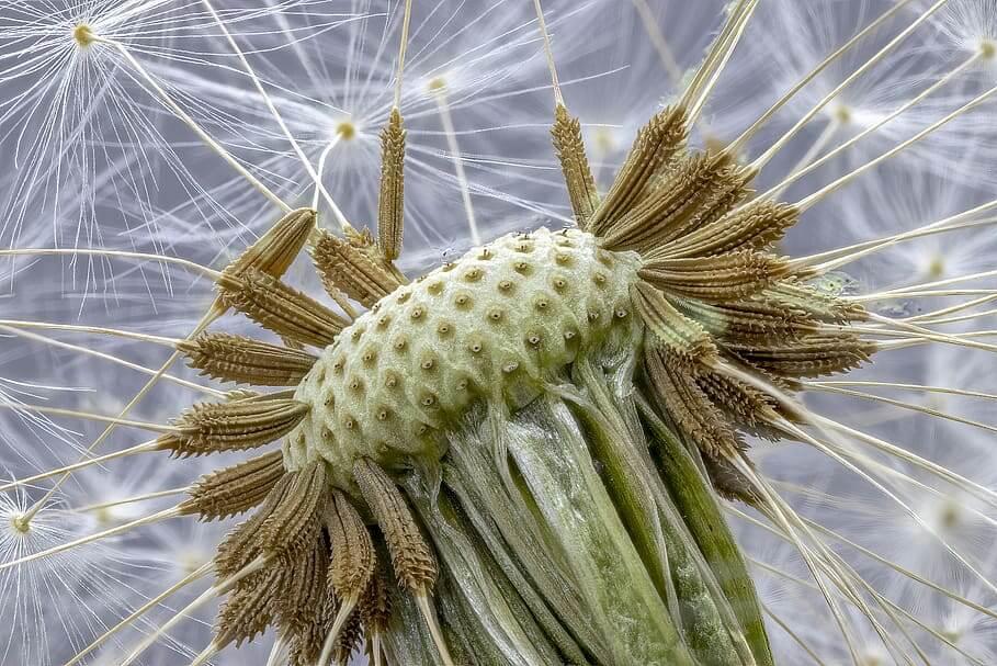 mainImage